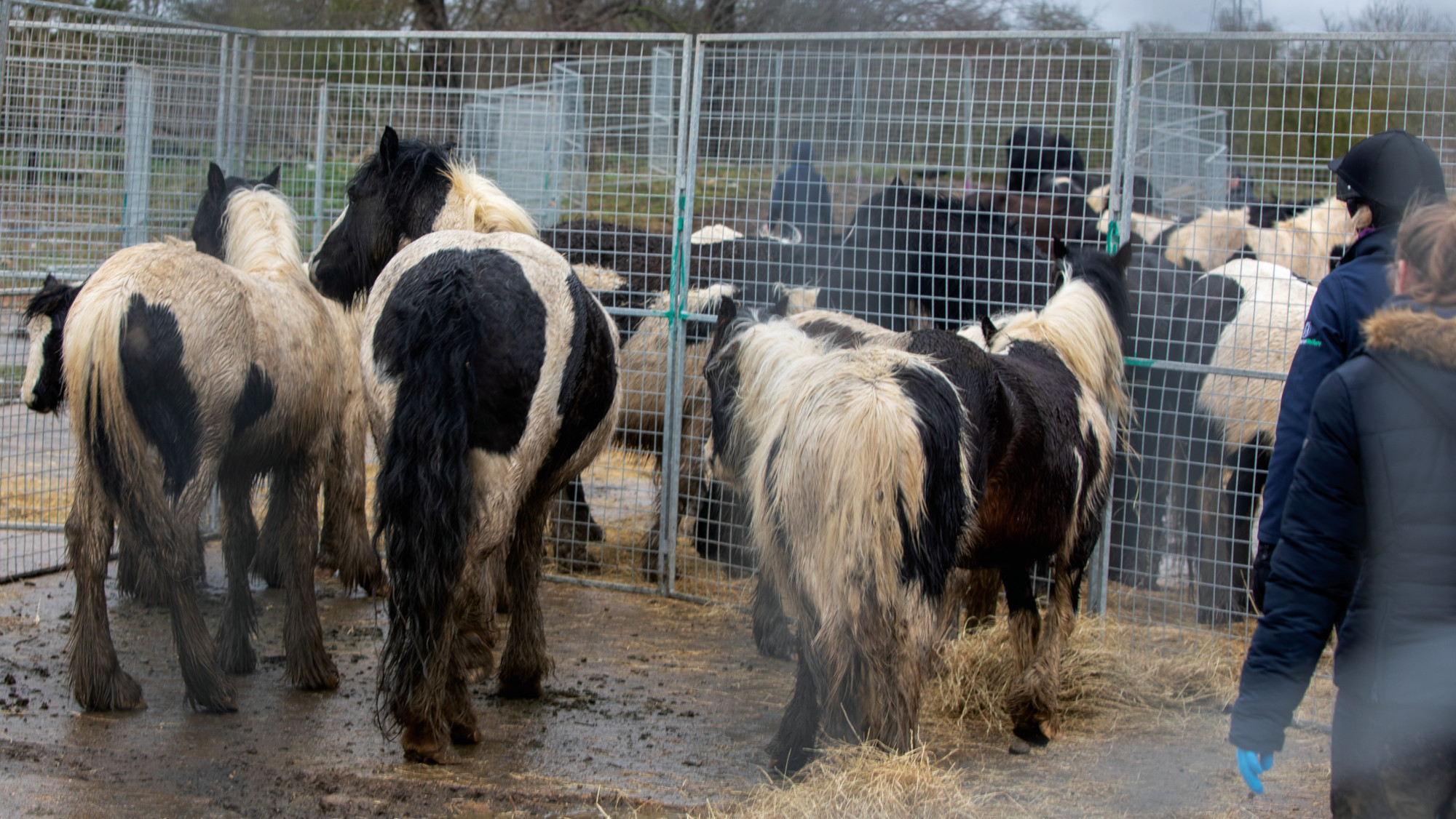 Should horse rescues be licensed? MPs debate as Government to ask the question