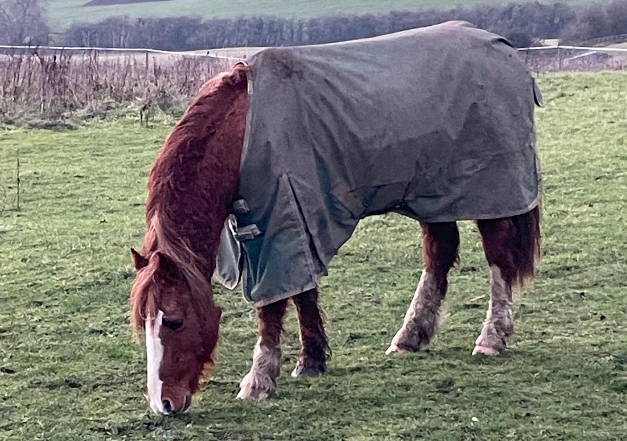 ‘He’s so loved’: pony who survived Spindle Farm horrors comes home for good