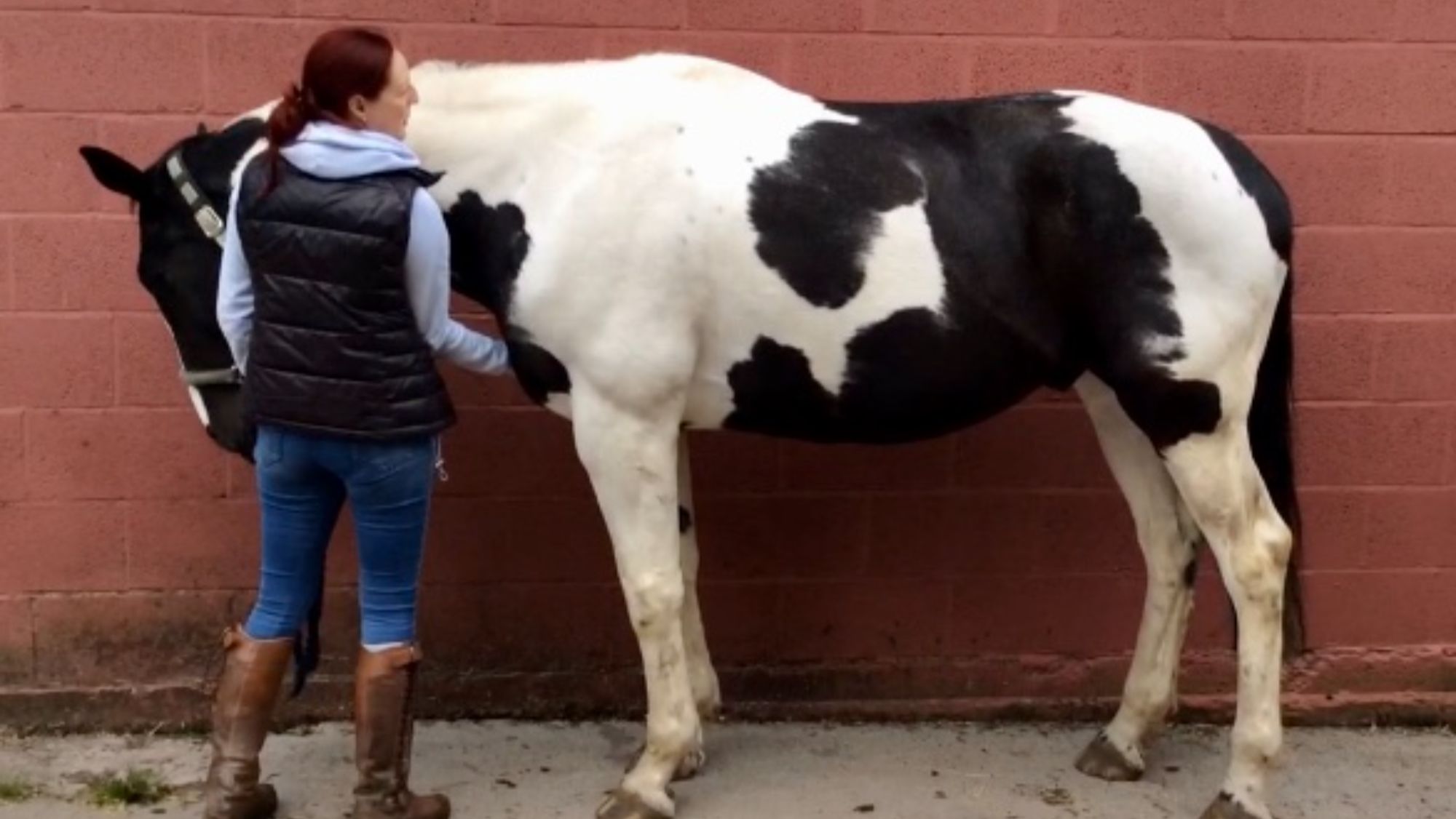 A piebald horse stood in profile against the backdrop of a brick wall. A woman stands in front of the horse’s shoulder with her right hand placed on his chest.