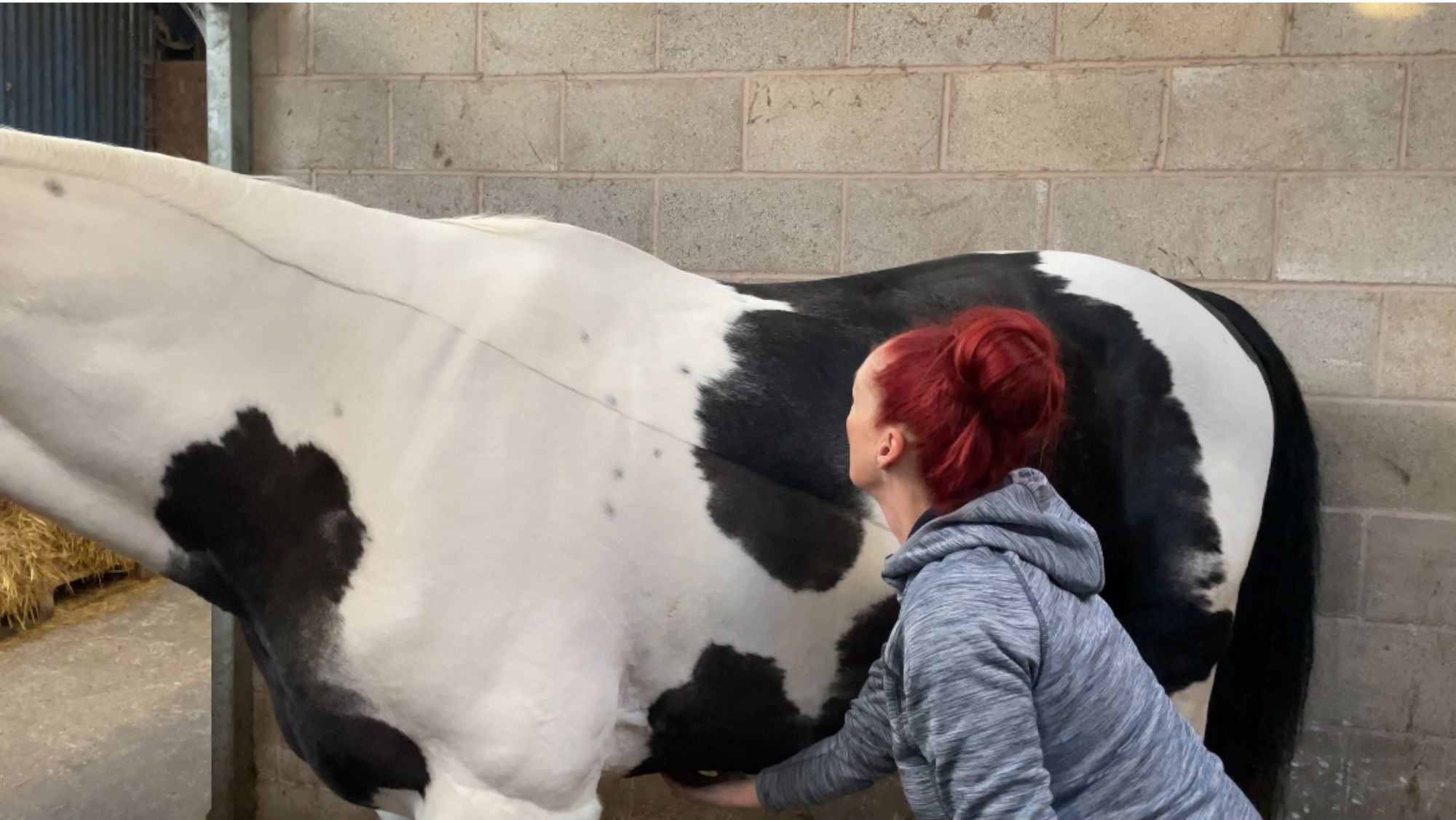 A piebald horse stood sideways as his female handler places her right hand under his body just behind his for limbs to ask for the muscle building exercise known as the thoracic lift.