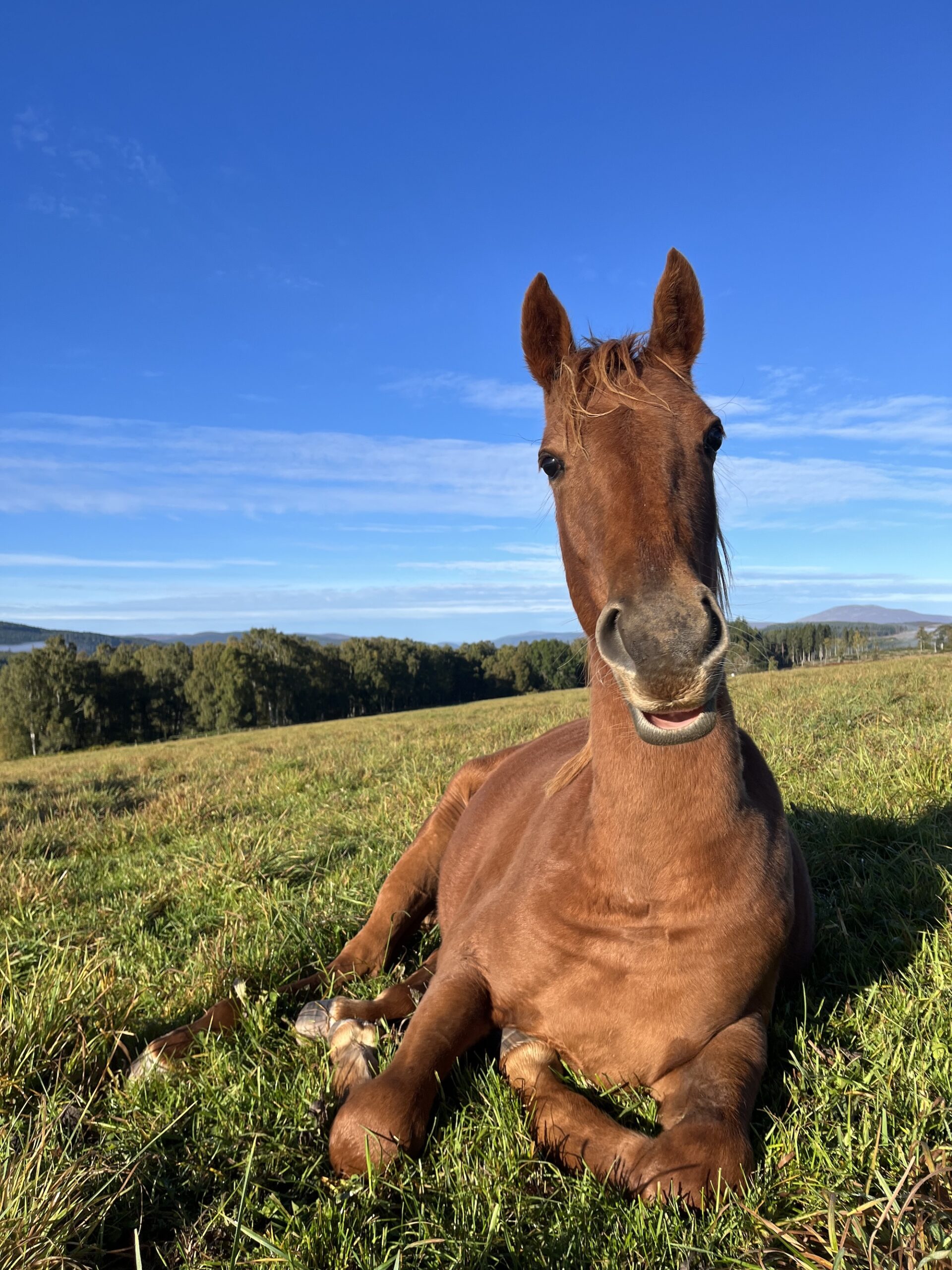 A chestnut horse rescued from Kerry Anne Pickersgill, now relaxing in a field