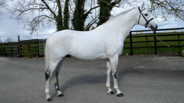 Pictured Kylemore Stud's sport breeding stallion Womanizer.
