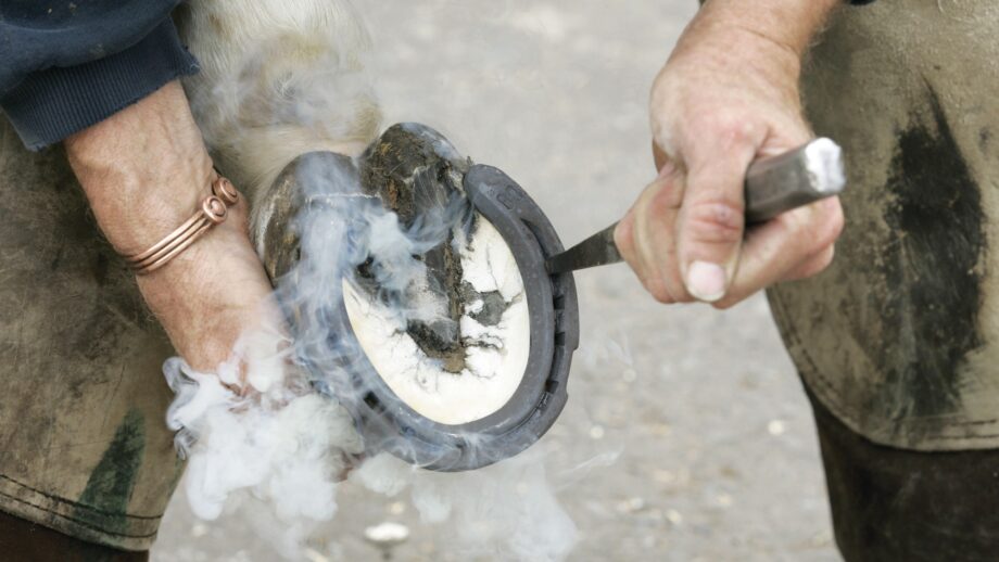 Stock image, showing a horse being shod