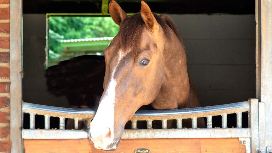 Pictured dressage horse Imhotep, who Charlotte Dujardin formerly rode at the World Championships for Great Britain, pictured in a stable at home in the UK, before he was sold to Hungarian rider Diana Porsche.