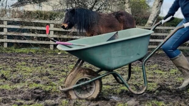 Someone trying to push a wheelbarrow in thick mud after winter poo-picking