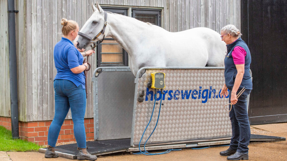 Demonstration of how to weigh a horse using a weighbridge, showing one handler and one person reading the result