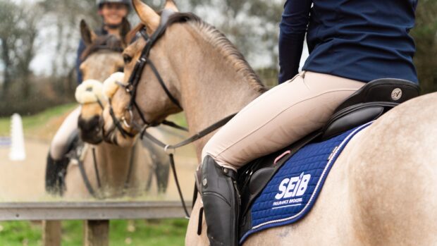 A buckskin horse with rider looking into an arena mirror. Horse is wearing a navy blue SEIB saddlecloth.