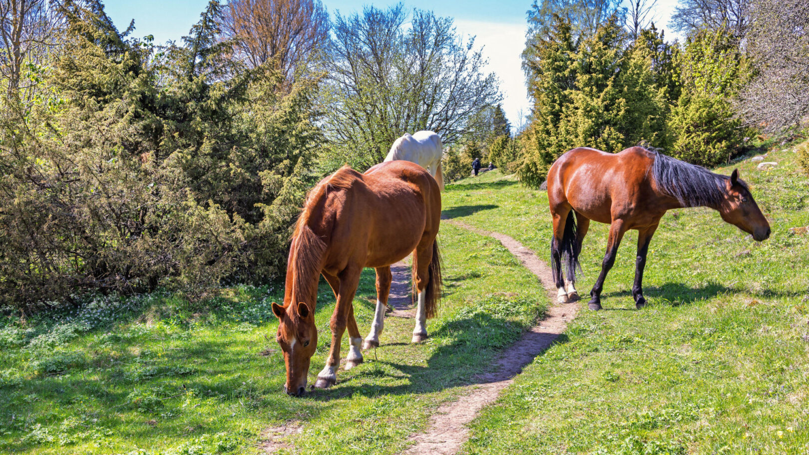 Legal reminder around public footpaths through fields with horses