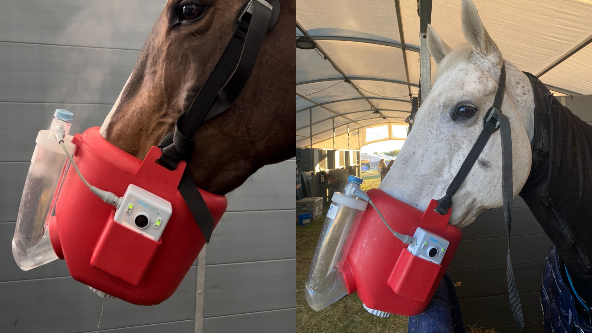 Horses with nebulisers