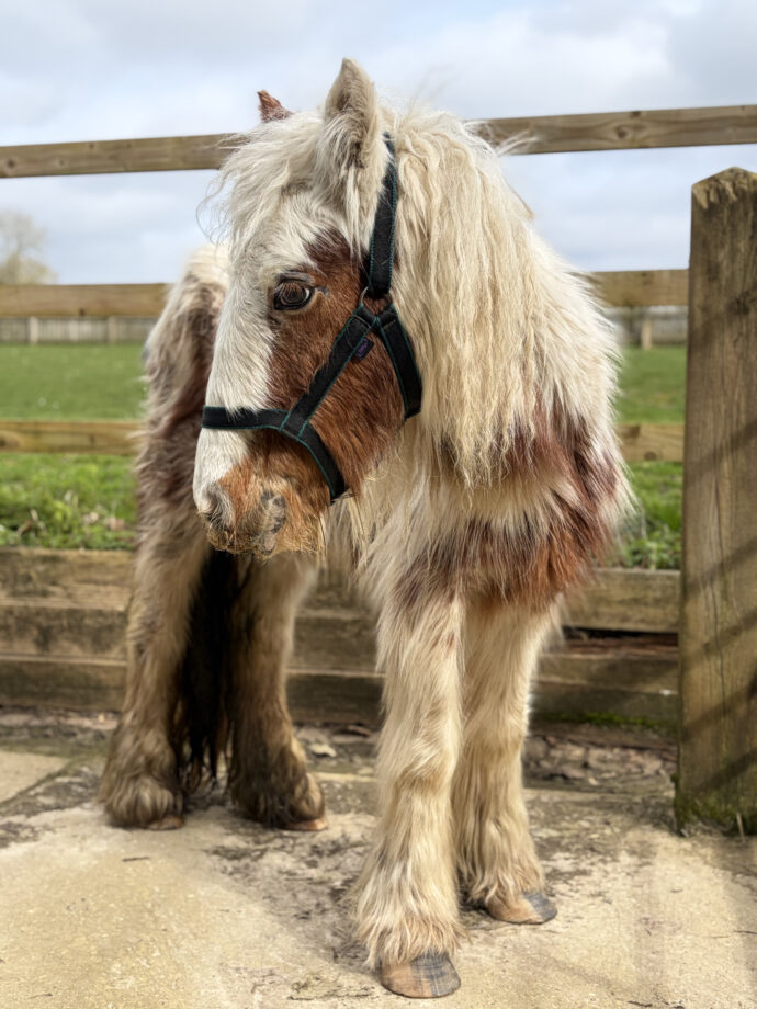 Pictured young pony Annie who is being nursed by the Horse Trust.