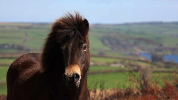 An Exmoor pony on moorland