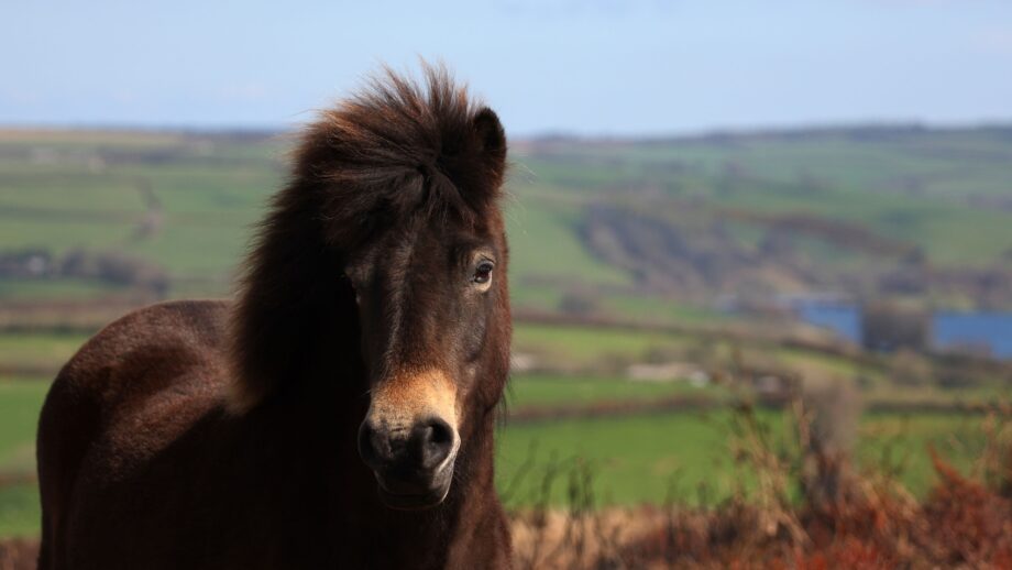 An Exmoor pony on moorland