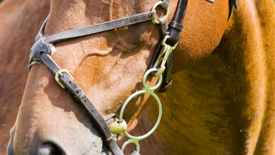 Pictured a horse's bridle with bit clips. These clips will no longer be allowed in British Showjumping competitions under new tack rules.