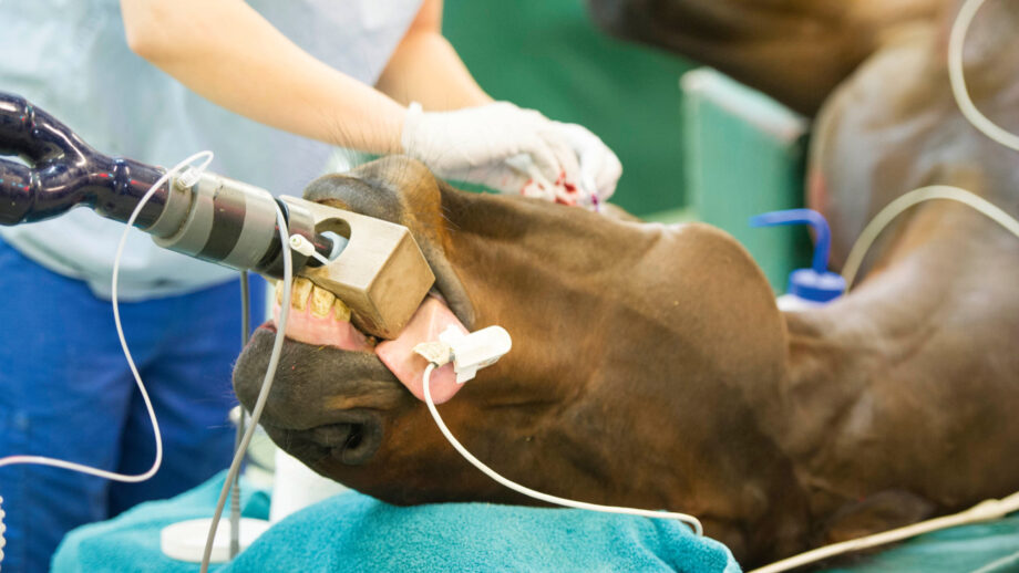 Pictured a horse undergoing a procedure in a equine veterinary hospital under general anaesthetic.