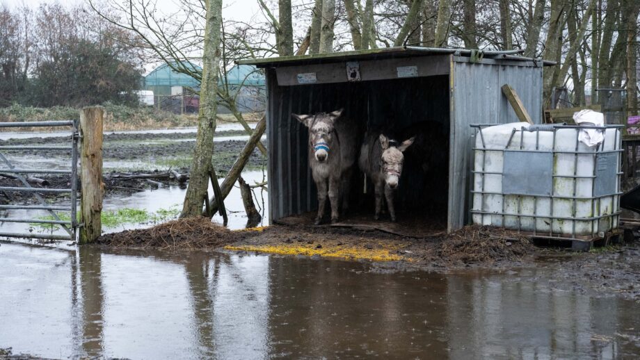 Two of the donkeys in the flooded field