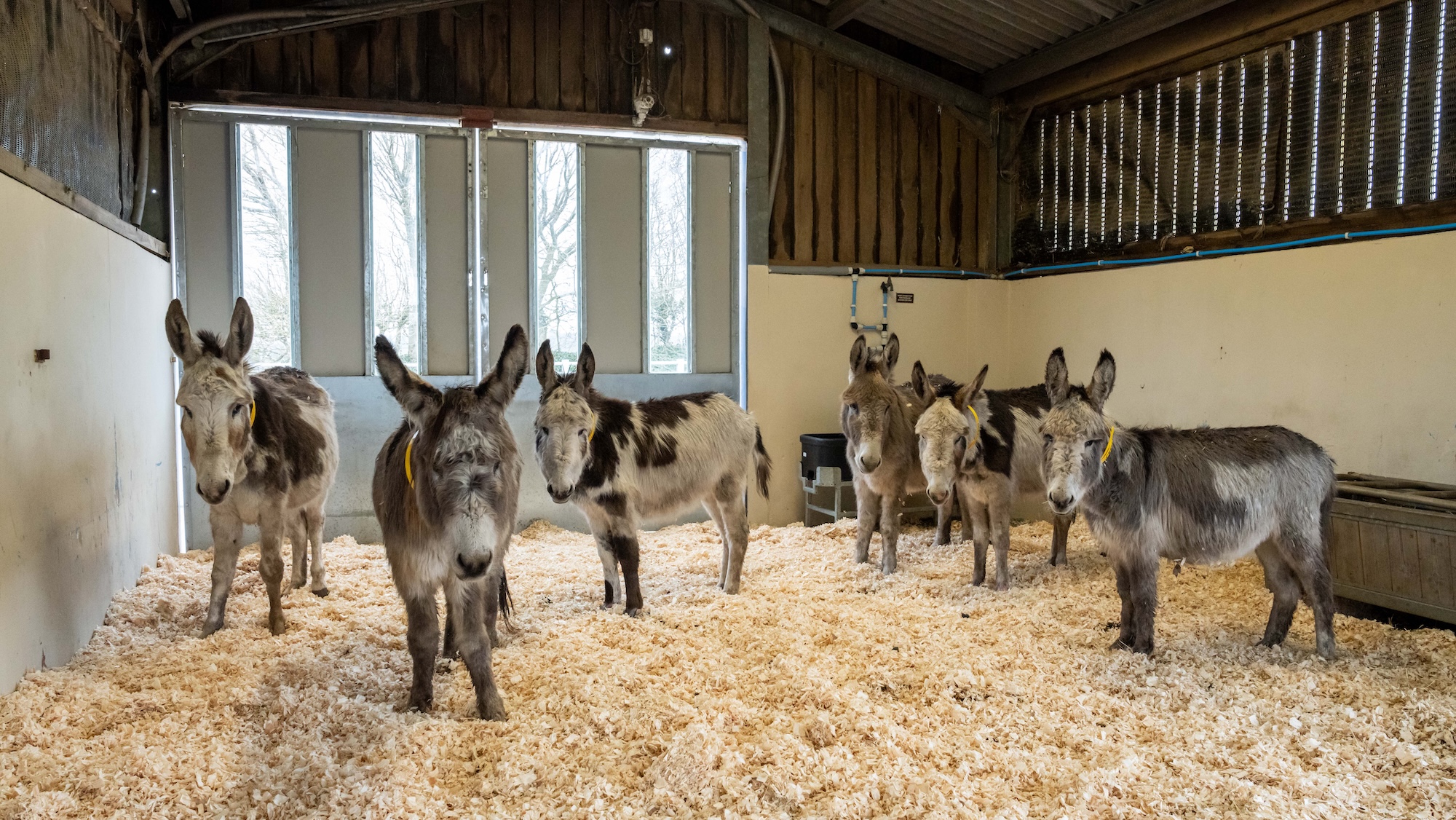 The rescued donkeys in a barn together