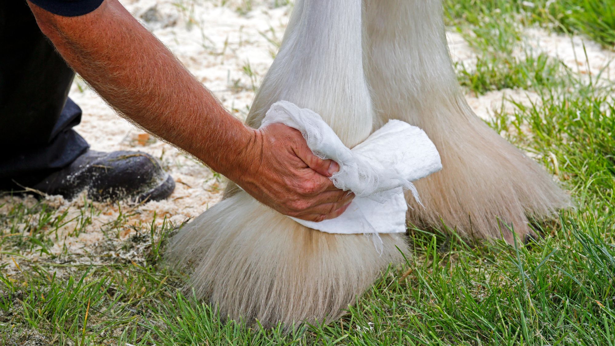 A man's hand holding a clothi, adding final touches to clean white horse feathers