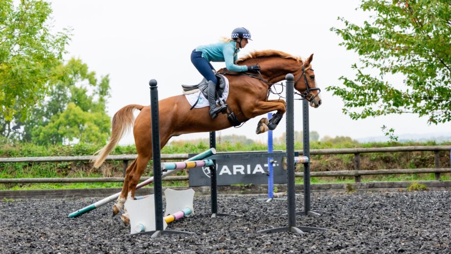 chestnut horse side on doing gridwork exercise for technique