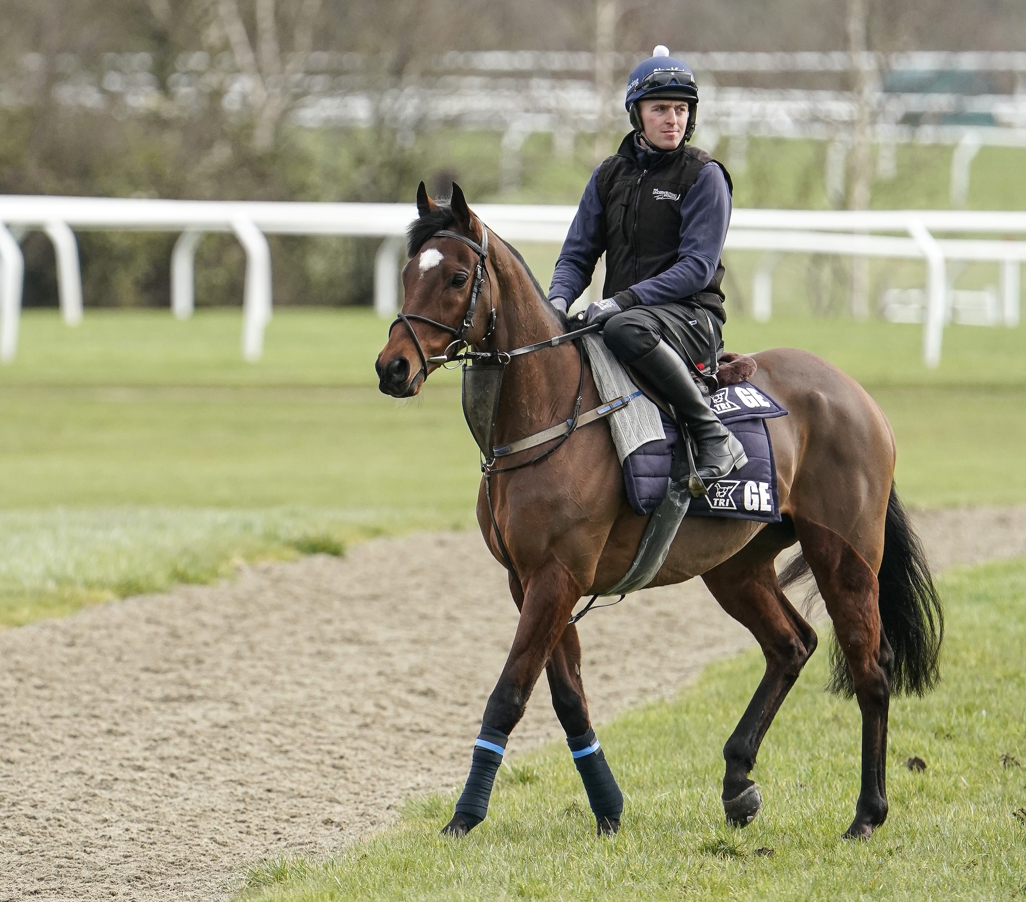 Tiger Roll on morning exercise on the gallops