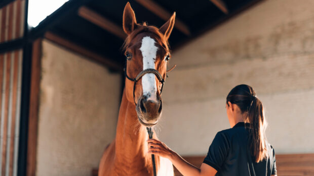 Person doing muscle building exercise with a horse in a large stable