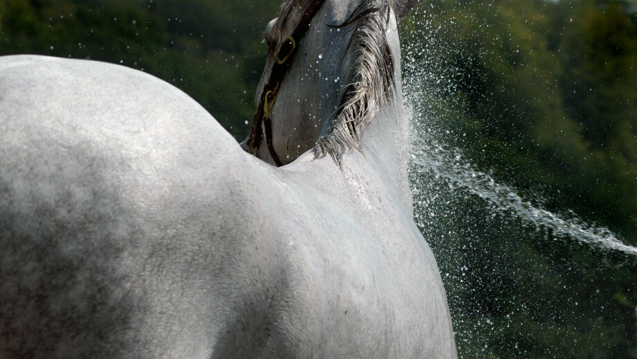 Close up of wet horse being sprayed with water