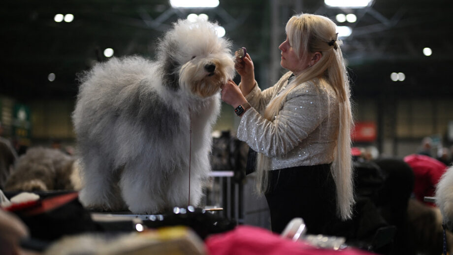 Old English Sheepdog being groomed at Crufts 2026