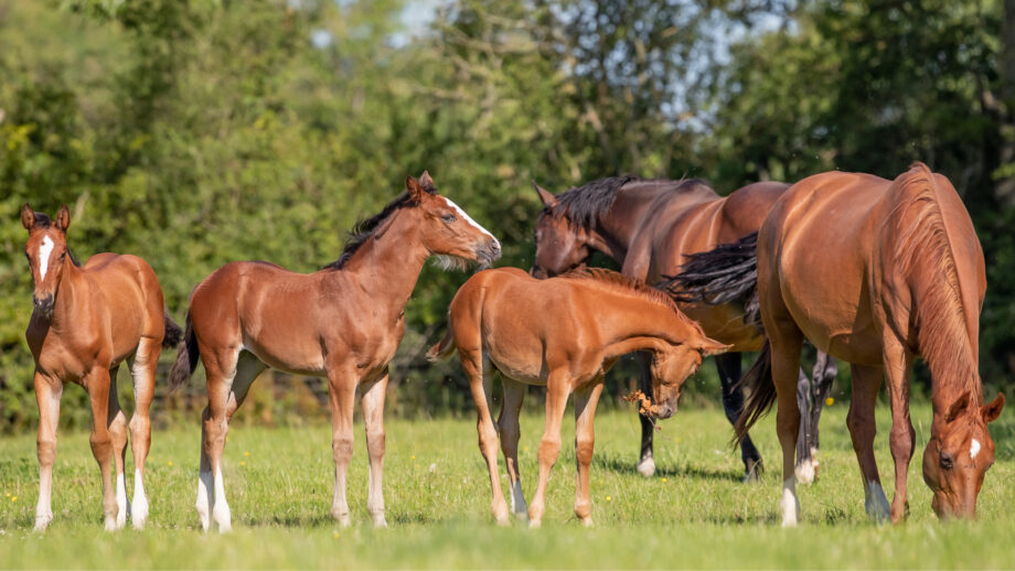 A picture showing three foals grazing in a field