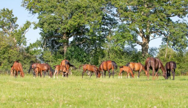A herd of mares and foals in a summer field