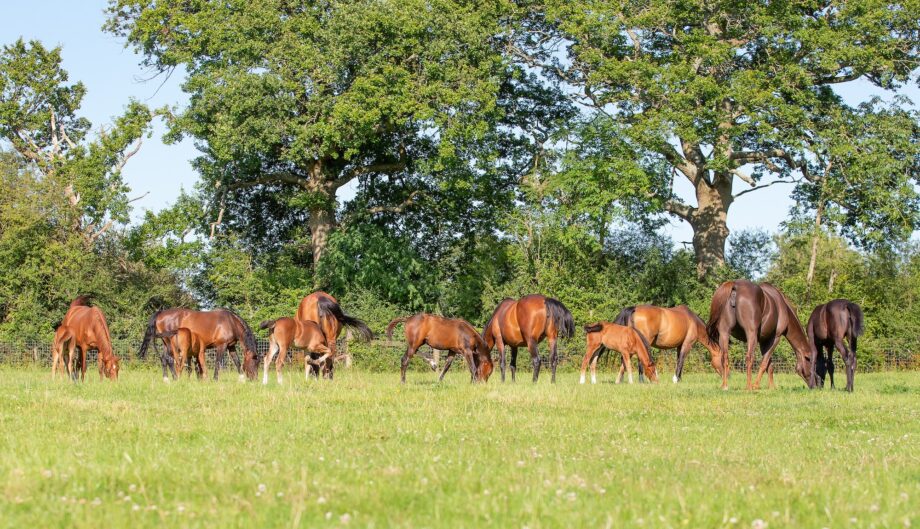 A herd of mares and foals in a summer field