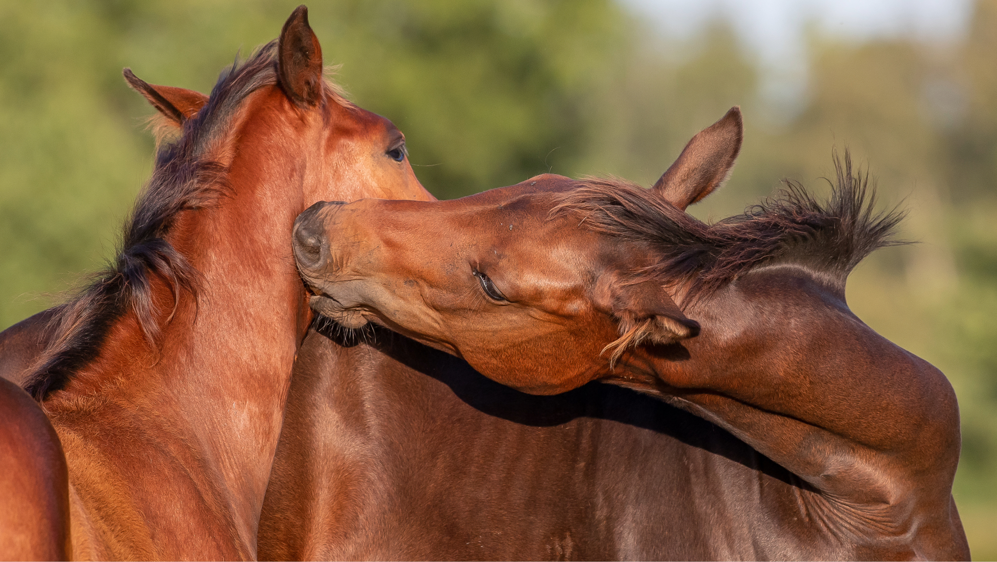 Two foals grooming each other in a field