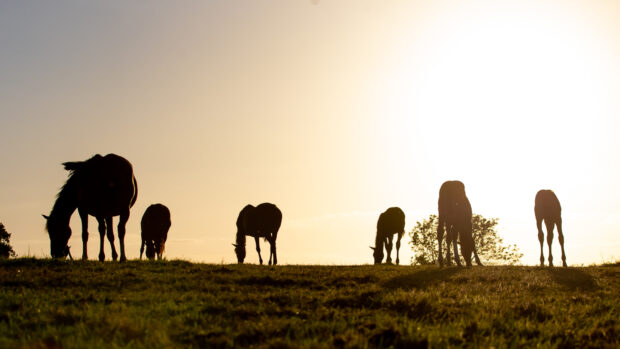 Pictured young horses grazing. The German equestrian federation has announced changes to the Bundeschampionate for young horses.