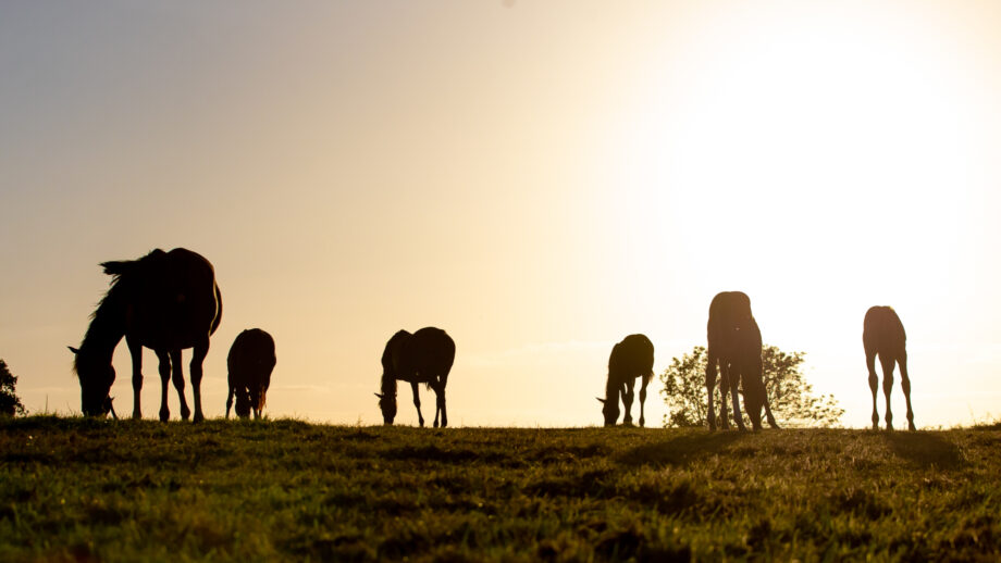 Pictured young horses grazing. The German equestrian federation has announced changes to the Bundeschampionate for young horses.