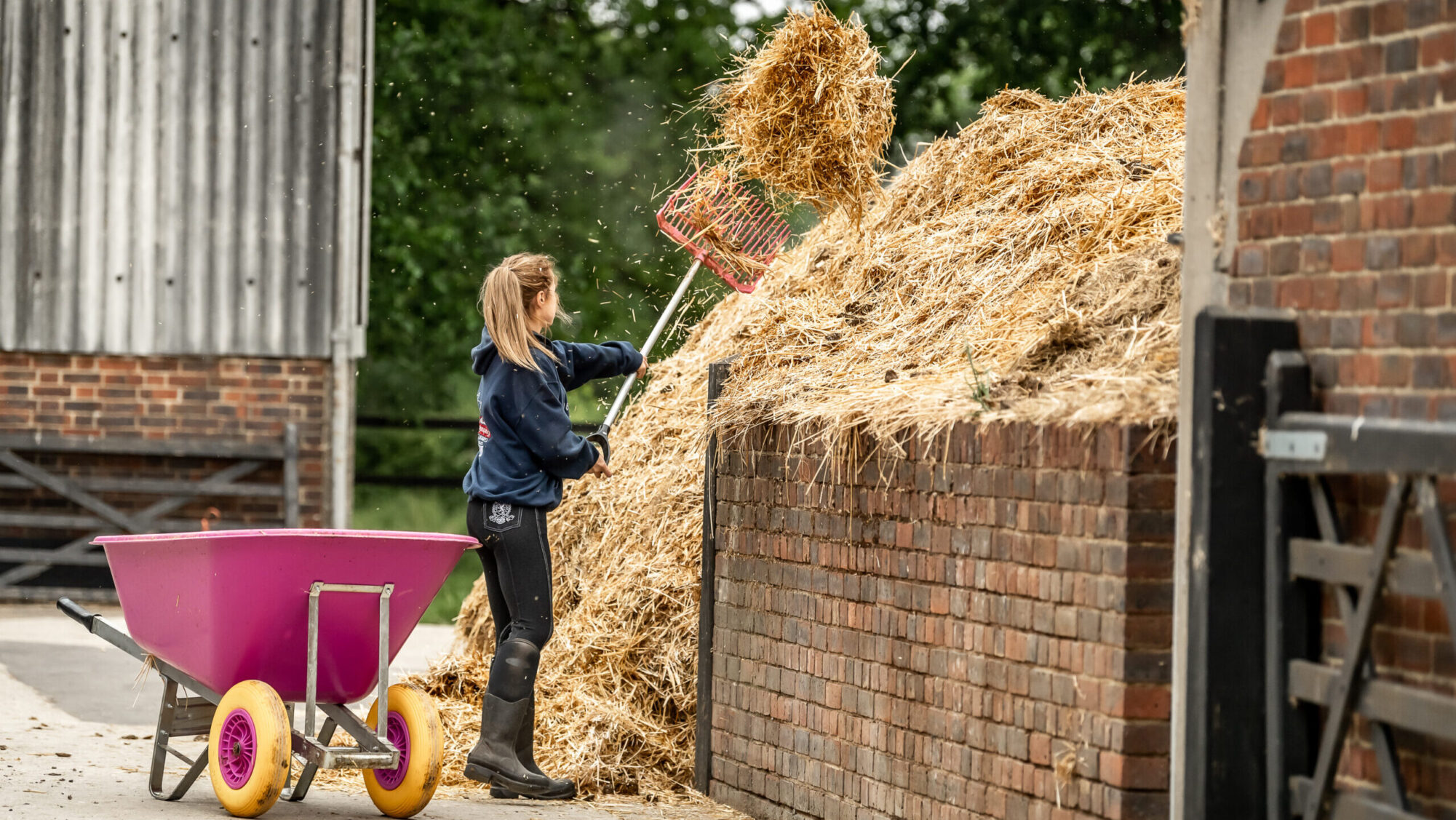 Groom tossing straw out of wheelbarrow onto muck heap at livery yard