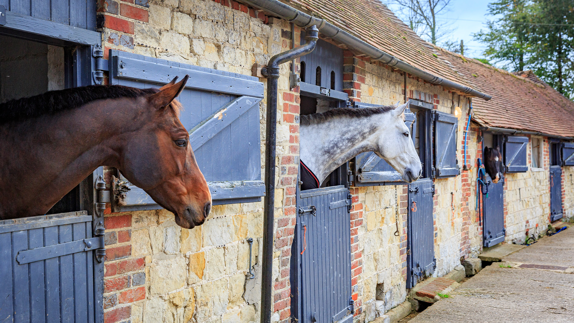 Horses looking out of stable doors on a livery yard