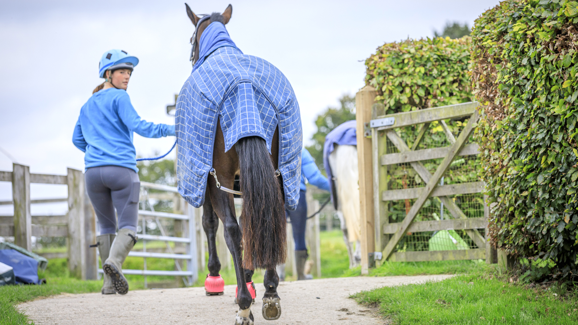 A women in blue leads a bay horse wearing a blue rug through a gate