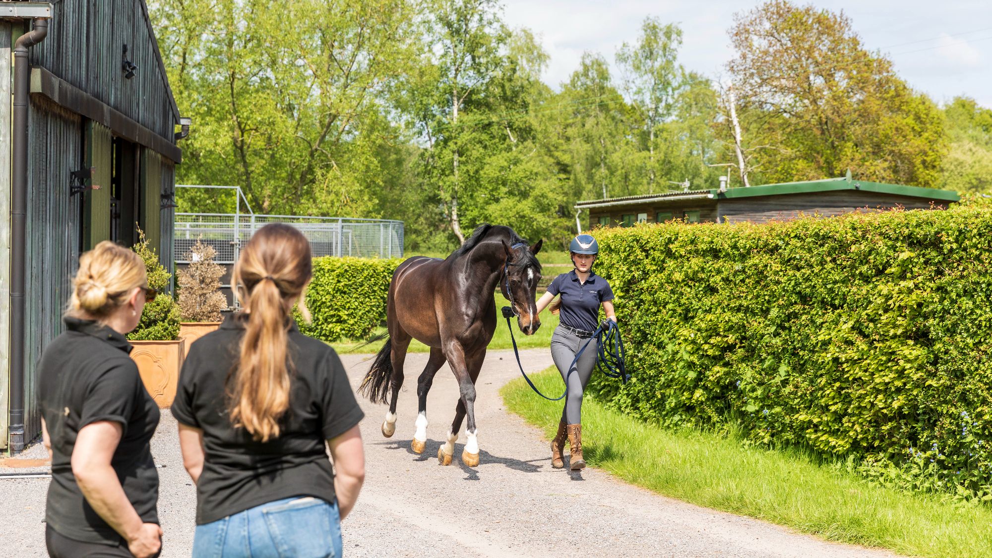 A woman trots a bay horse past two other women as they assess its soundness