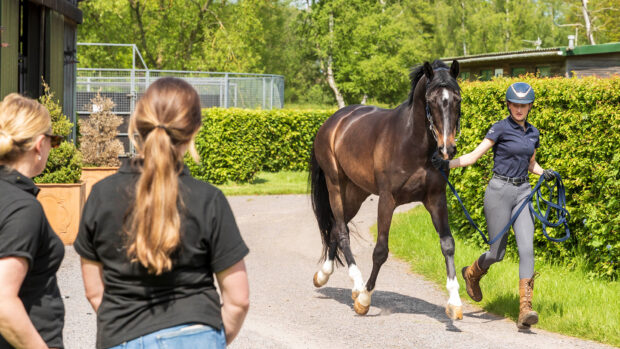 Horse being trotted up in front of two onlookers to check for lameness