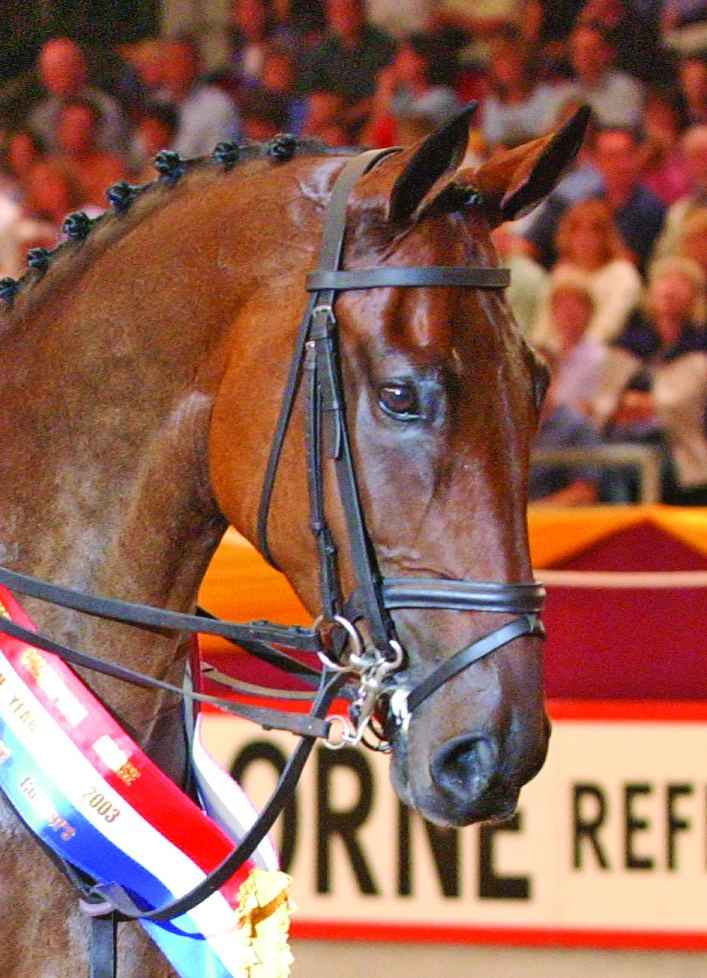 A headshot of ZinZan, a working hunter who was champion at HOYS ridden by Justine Armstrong Small