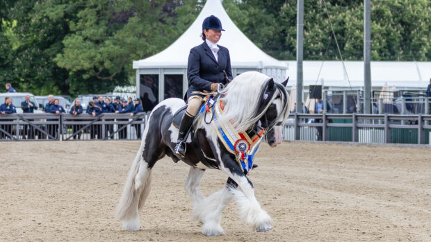 Vicky Smith and Chynas Top Deck win The Coloured Ridden Championship at Royal Windsor Horse Show and display beautifully clean horse feathers