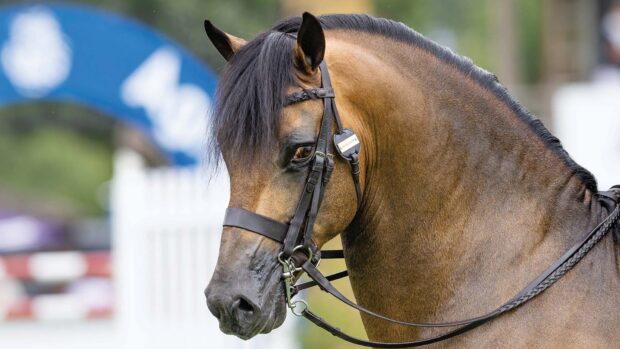 A buckskin native pony's head wearing a double bridle with a plaited browband and plain cavesson noseband