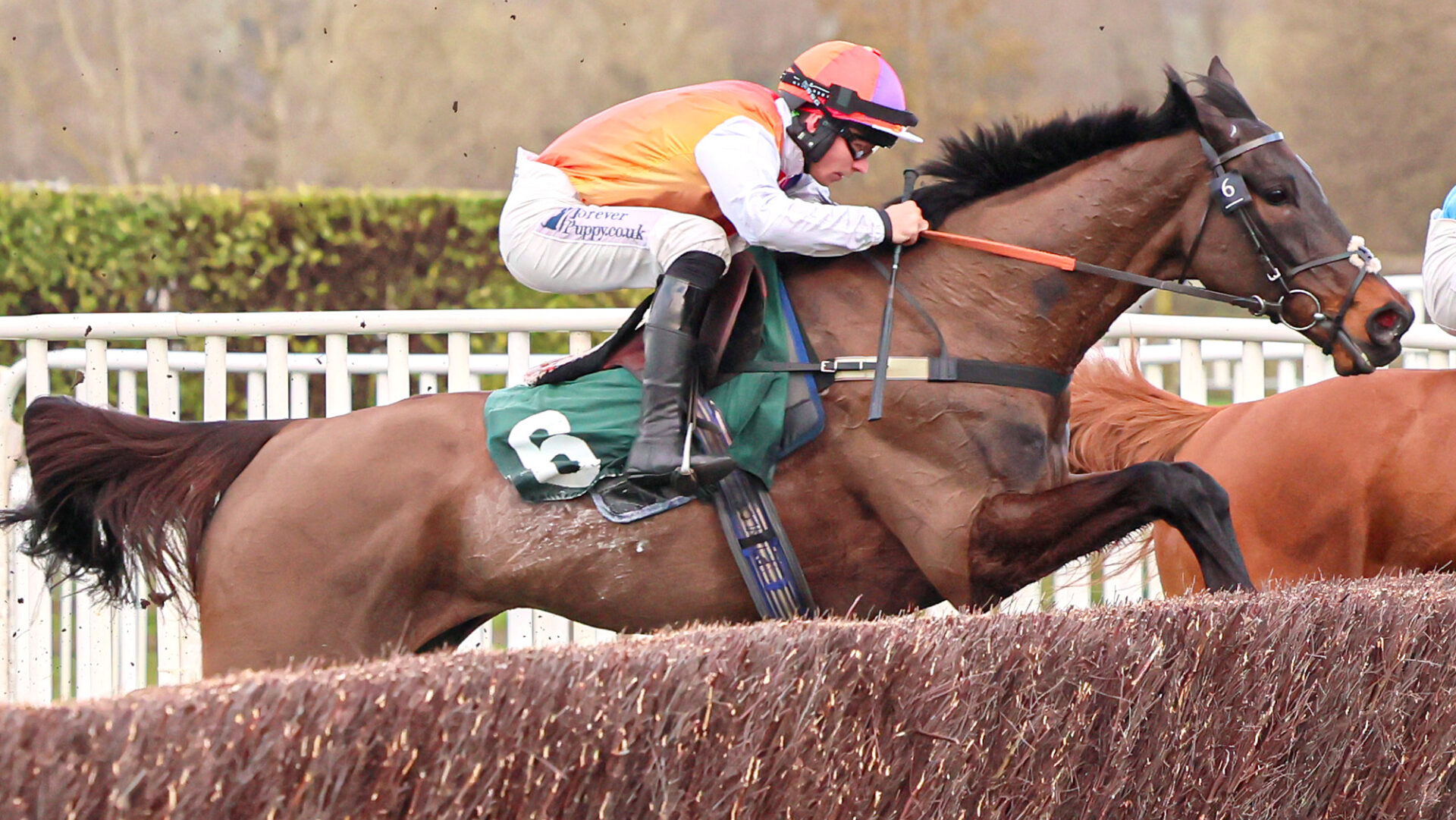 Cheltenham Gold Cup runners and riders insight for 2026 race