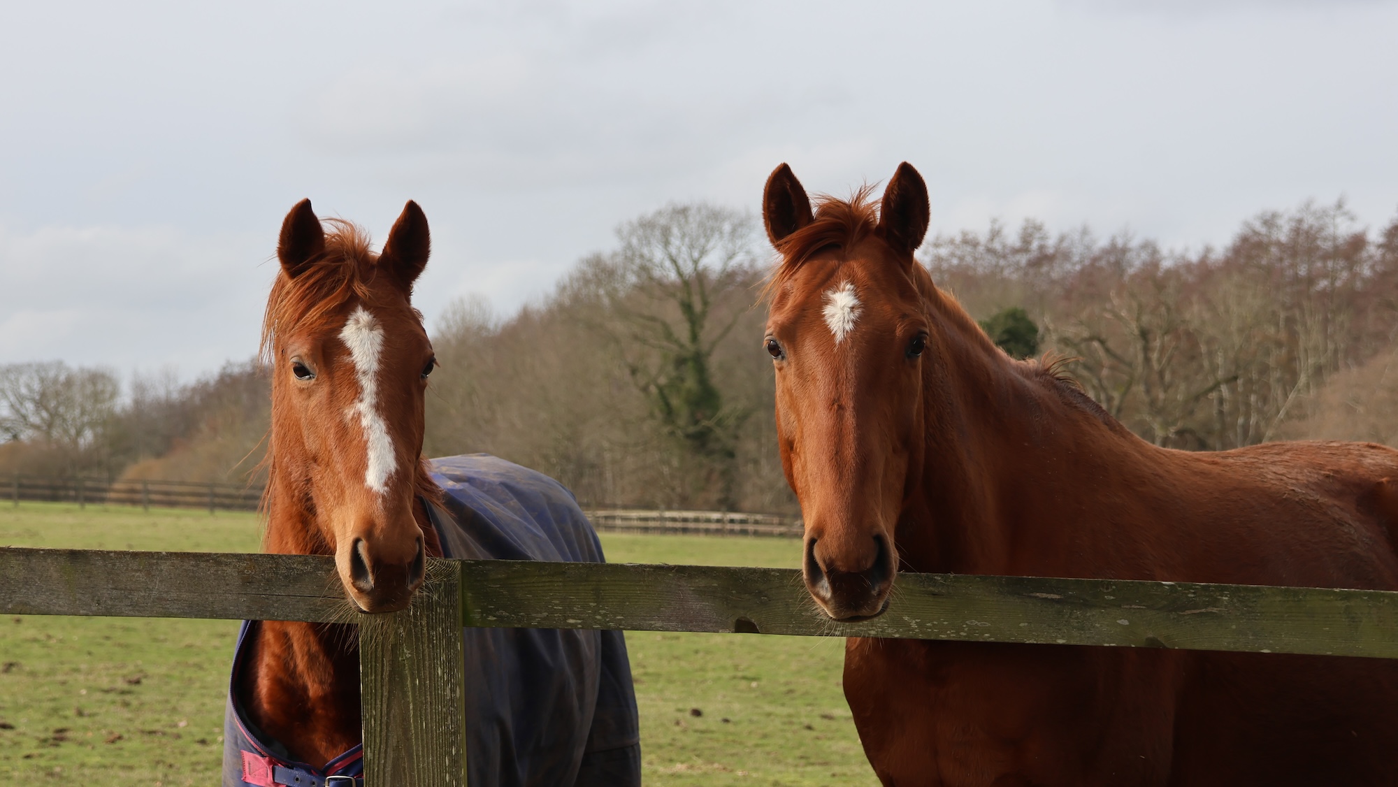 Harmonia a year after her rescue, with Elektra, looking happy and healthy