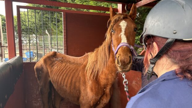 Thoroughbred mare Harmonia in a severely emaciated condition