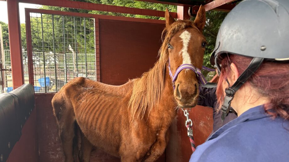 Thoroughbred mare Harmonia in a severely emaciated condition