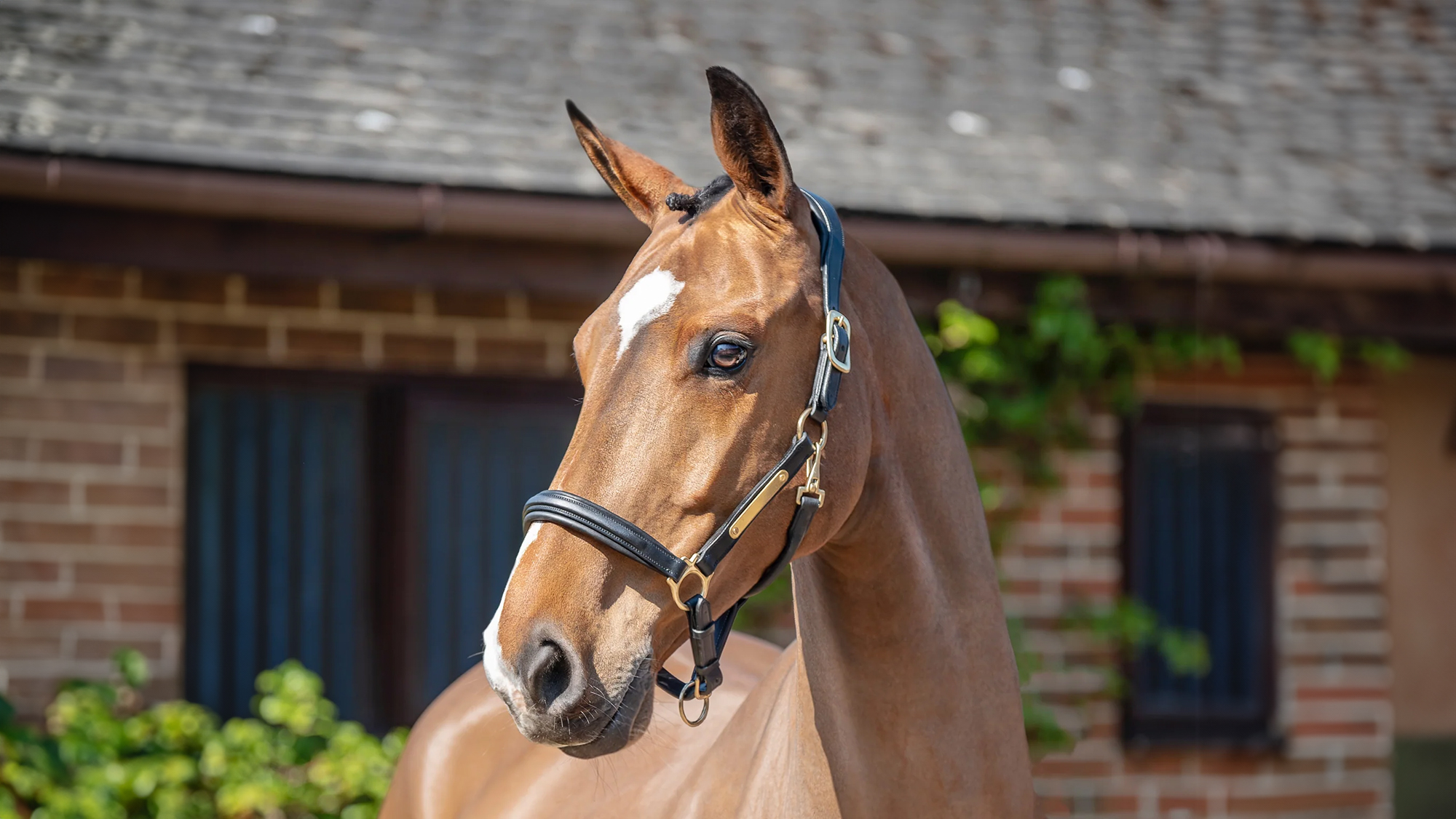 Henry James Comfort 3D Air Leather Headcollar