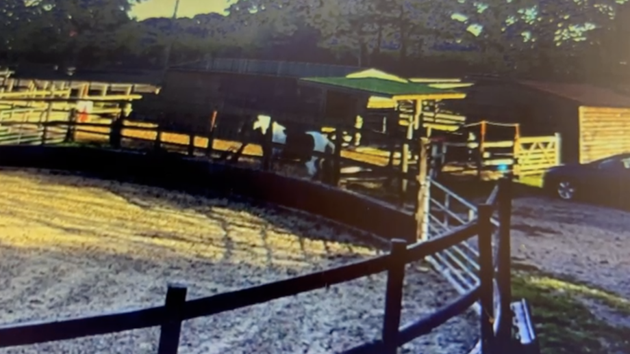 A still from CCTV footage showing Deborah's boot attached the the headcollar