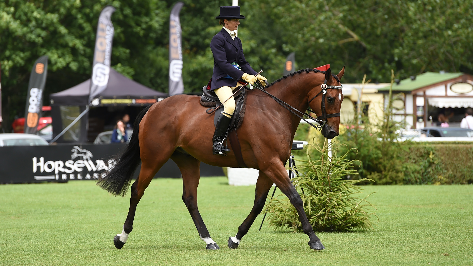 Ex-racehorse competing in showing championship at Hickstead