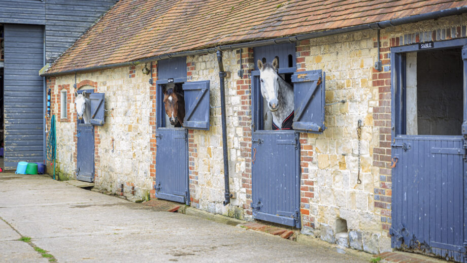 Horses in stables at a livery yard