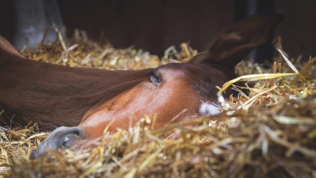 Image shows a horse lying down, fast asleep in a straw bed.