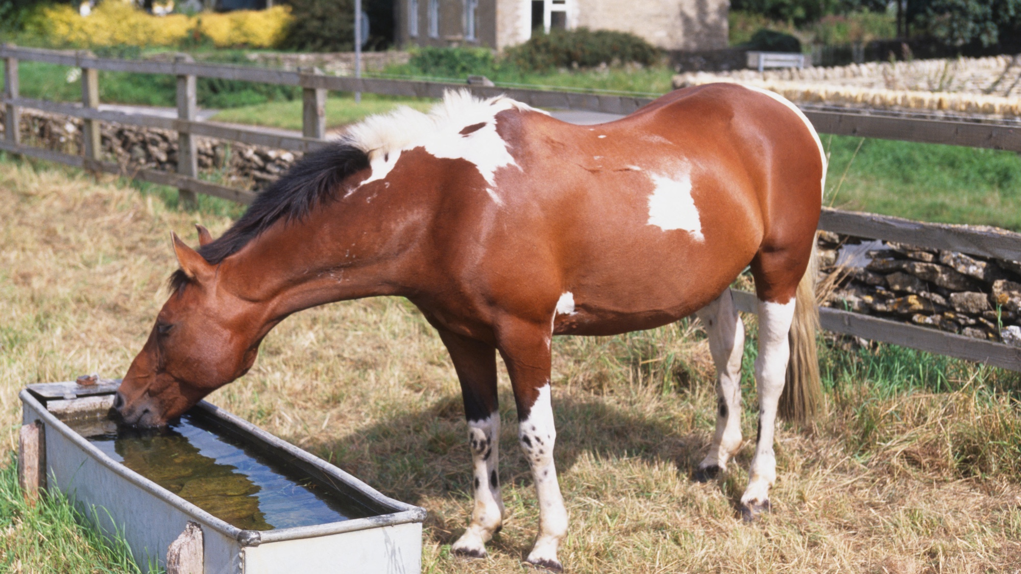 Skewbald horse drinking out of water trough in a field